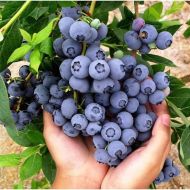 Саджанець Лохина Дюк в контейнері